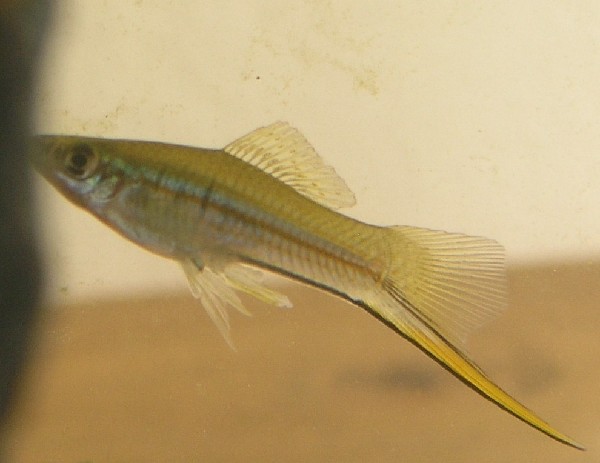 The Best Algae Eating Fish for Aquarium: Green Swordtail
