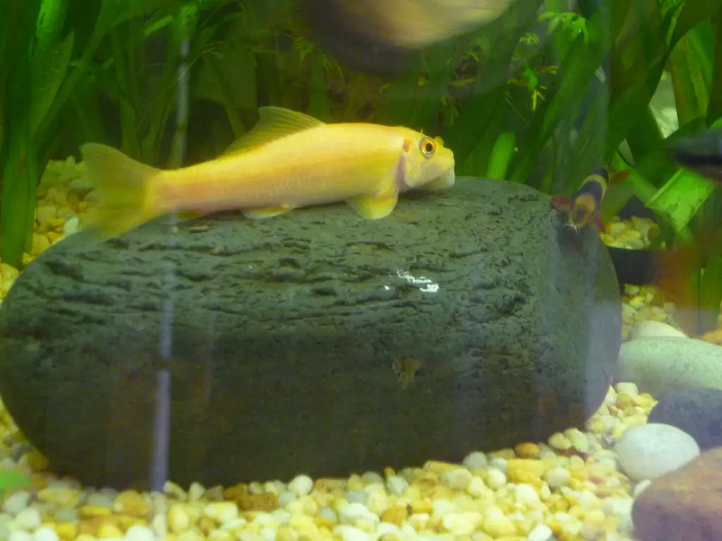 The Best Freshwater Algae Eaters in Fish Tank: Chinese Algae Eater (CAE)