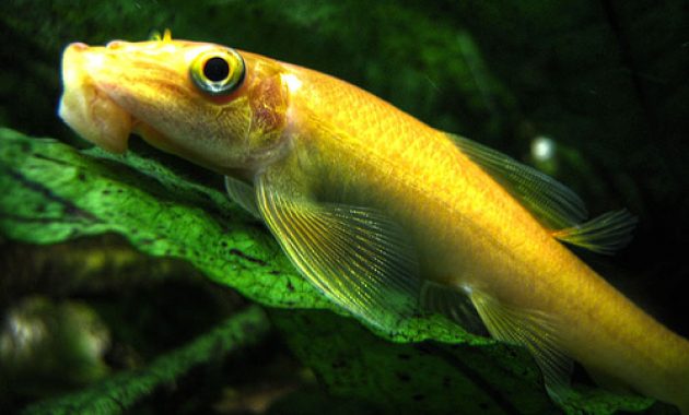 The Best Freshwater Algae Eaters in Fish Tank: Chinese Algae Eater (CAE) 2