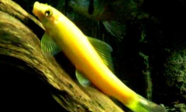 The Best Freshwater Algae Eaters in Fish Tank: Chinese Algae Eater (CAE) 3