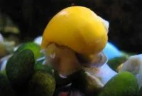The Best Algae Eater Snails in Freshwater Aquarium: Inca Snail