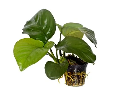 Plants That Live In The Tropical Rainforest Anubias Caladiifolia