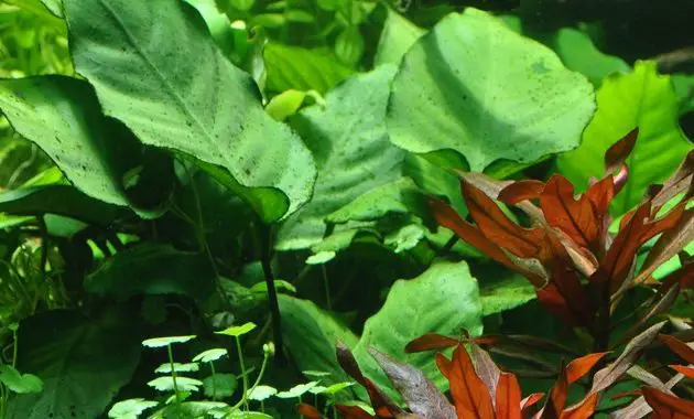 Plants That Live In The Tropical Rainforest Anubias Caladiifolia