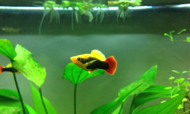 A Live Male Sunburst Tuxedo Variable Platy Fish (Xiphophorus Variatus) In The Planted Tank