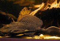 Recommendations Fish That Eats Algae in Fish Tank: Leopard Pleco