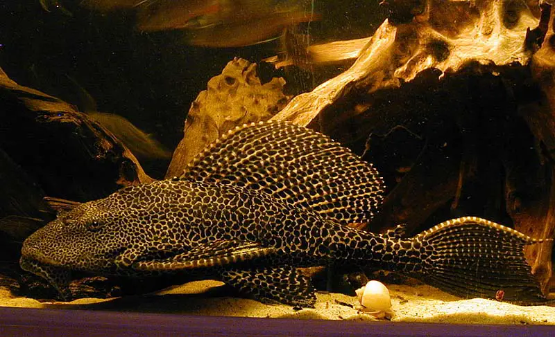 Recommendations Fish That Eats Algae in Fish Tank: Leopard Pleco