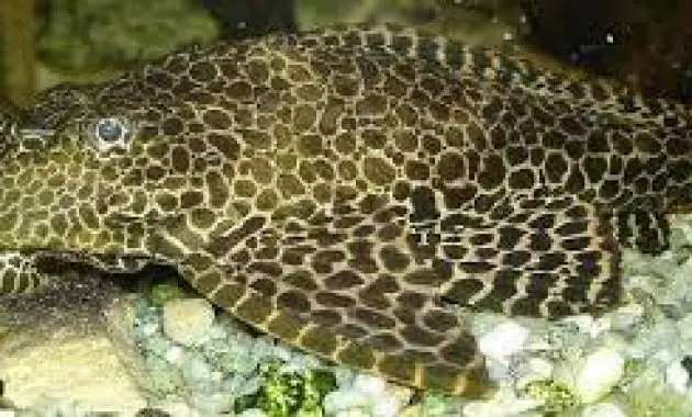 Recommendations Fish That Eats Algae in Fish Tank: Leopard Pleco 2