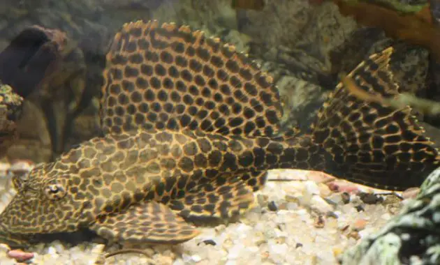 Recommendations Fish That Eats Algae in Fish Tank: Leopard Pleco 3