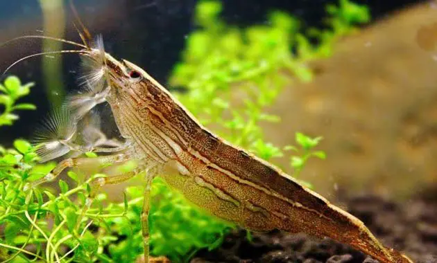 The Amazing Algae Eating Shrimp in Freshwater Aquarium: Bamboo Shrimp 2