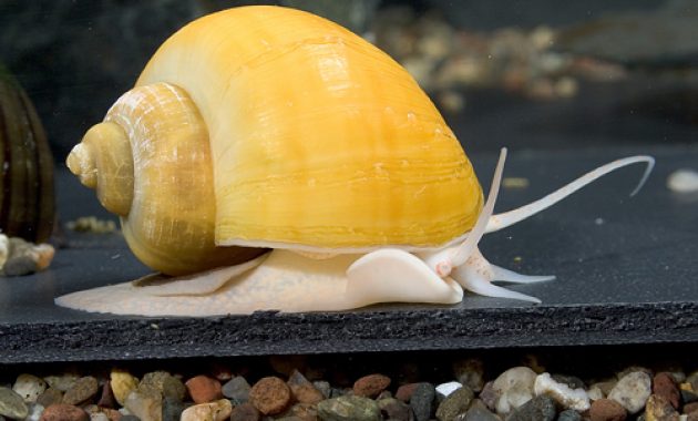The Best Algae Eater Snails in Freshwater Aquarium: Inca Snail 3