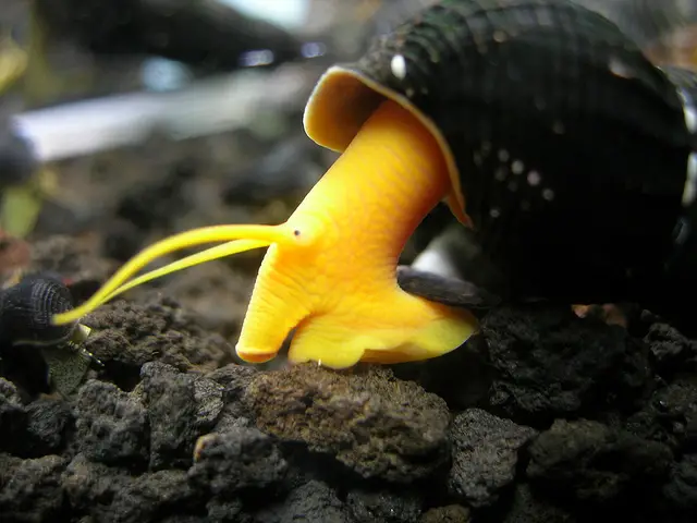 The Best Algae Eaters and Scavenger in Freshwater Aquariums: Rabbit Snail