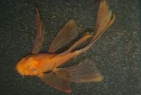 The Best Algae Eating Fish Plecostomus for Aquariums: Longfinned Bristlenose Pleco
