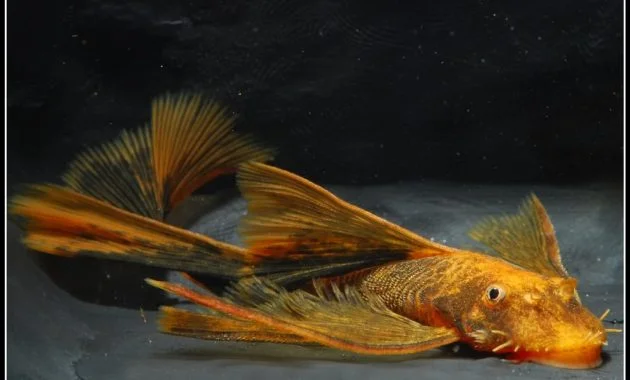 The Best Algae Eating Fish Plecostomus for Aquariums: Longfinned Bristlenose Pleco 2