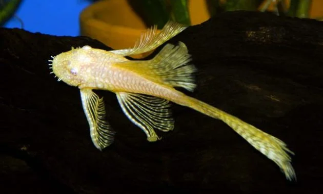 The Best Algae Eating Fish Plecostomus for Aquariums: Longfinned Bristlenose Pleco 3