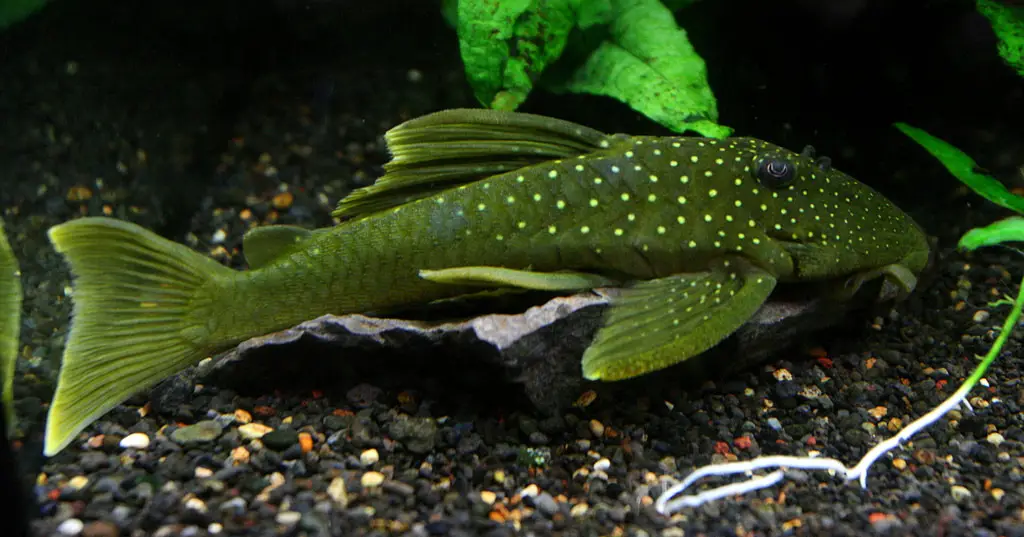 The Best Algae Eating Fish Plecostomus in Planted Tank: Green Phantom Pleco