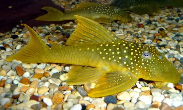 The Best Algae Eating Fish Plecostomus in Planted Tank: Green Phantom Pleco 2