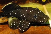 The Best Algae Eating Fish Plecostomus in Tropical Tanks: Starlight Bristlenose Pleco