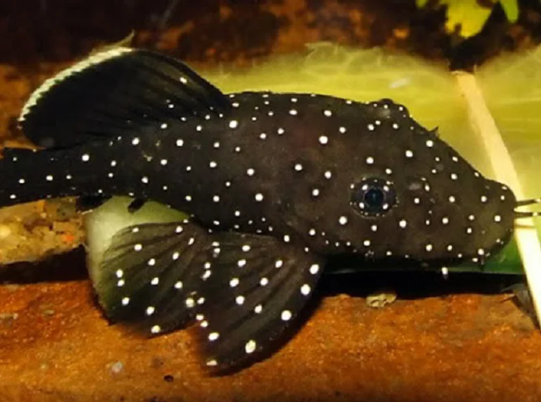 The Best Algae Eating Fish Plecostomus in Tropical Tanks: Starlight Bristlenose Pleco