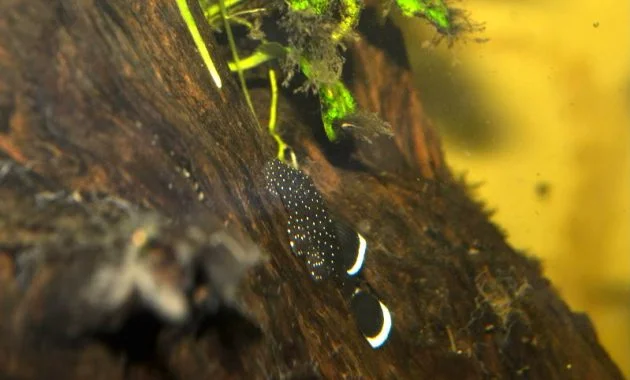 The Best Algae Eating Fish Plecostomus in Tropical Tanks: Starlight Bristlenose Pleco 2