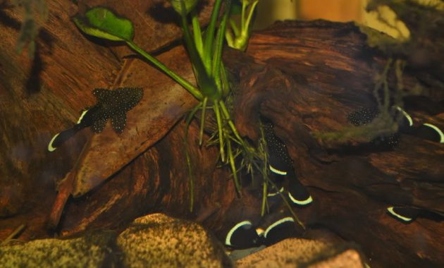 The Best Algae Eating Fish Plecostomus in Tropical Tanks: Starlight Bristlenose Pleco 3