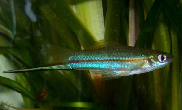 The Best Algae Eating Fish for Aquarium: Green Swordtail 2