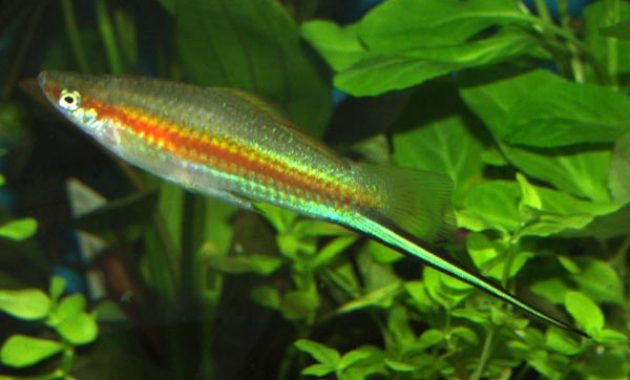 The Best Algae Eating Fish for Aquarium: Green Swordtail 3