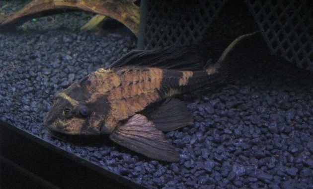 The Best Algae Eating Fish Plecostomus for Balanced Your Aquarium: Rhino Pleco 2