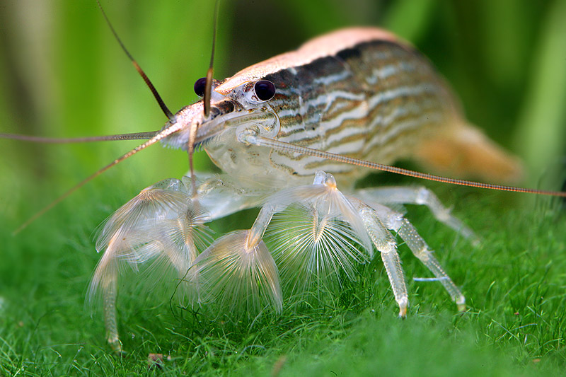 The Best Algae Eating Shrimp for Balanced Your Aquariums: Wood Shrimp