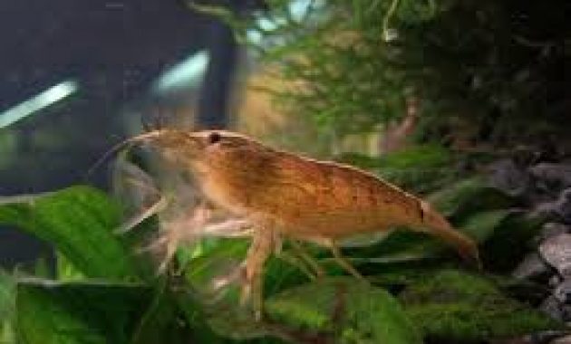The Best Algae Eating Shrimp for Balanced Your Aquariums: Wood Shrimp 2