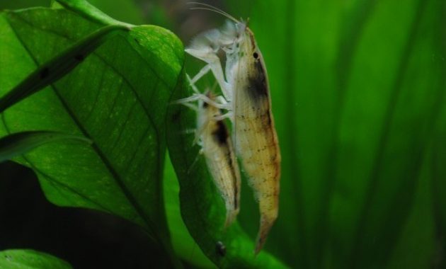 The Best Algae Eating Shrimp for Balanced Your Aquariums: Wood Shrimp 3