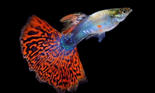 The Best Fish that Eats Algae in Fish Tank: Guppy Fish 2