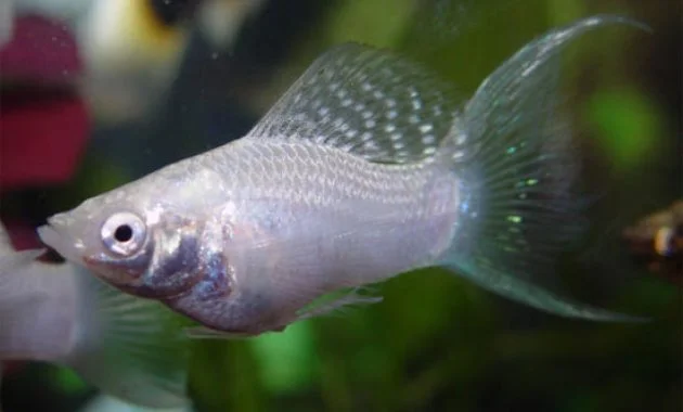 The Best Freshwater Algae Eaters for Balanced Your Aquariums: Silver Molly 3