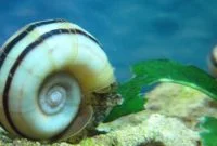 The Best Snail for Algae Control in Aquariums: Columbian Ramshorn Snail