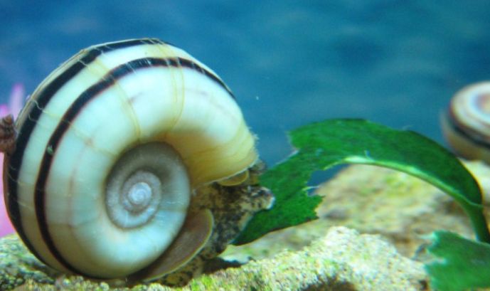 The Best Snail for Algae Control in Aquariums: Columbian Ramshorn Snail