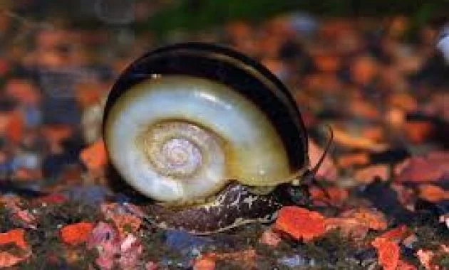 The Best Snail for Algae Control in Aquariums: Columbian Ramshorn Snail 2