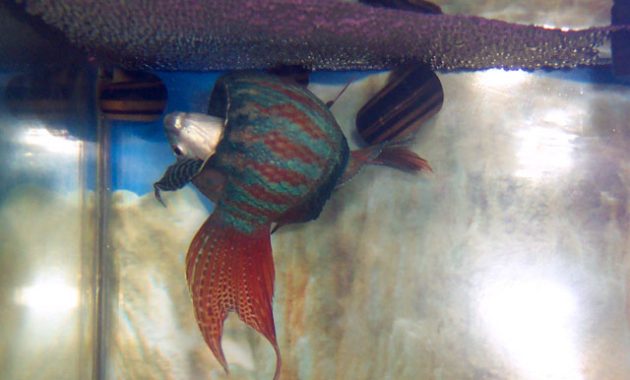 The Best Snail for Algae Control in Aquariums: Columbian Ramshorn Snail 3