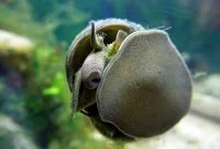 The Best Snail for Algae Control in Freshwater Aquarium: Japanese Trapdoor Snail