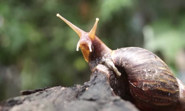 The Best Snail for Algae Control in Freshwater Aquarium: Japanese Trapdoor Snail 3