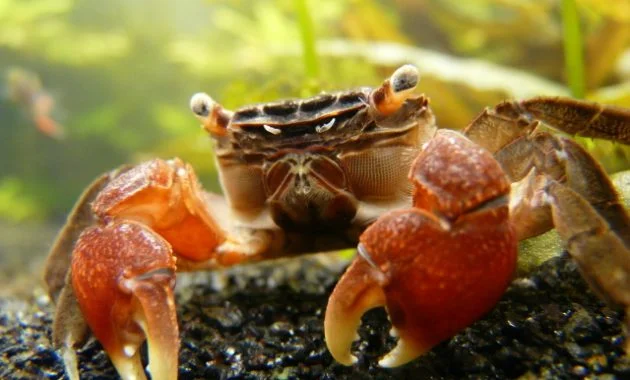 The Best Types of Algae Eaters Aquariums: Red Claw Crab 2