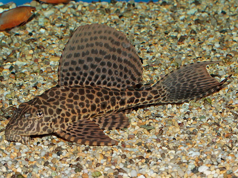 The Good Algae Eating Fish Plecostomus in Freshwater Aquariums: Amazon Sailfin Pleco