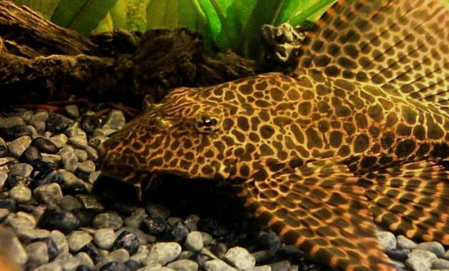 The Good Algae Eating Fish Plecostomus in Freshwater Aquariums: Amazon Sailfin Pleco 3