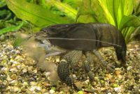 The Good Algae Eating Shrimp in Freshwater Aquarium: Vampire Shrimp
