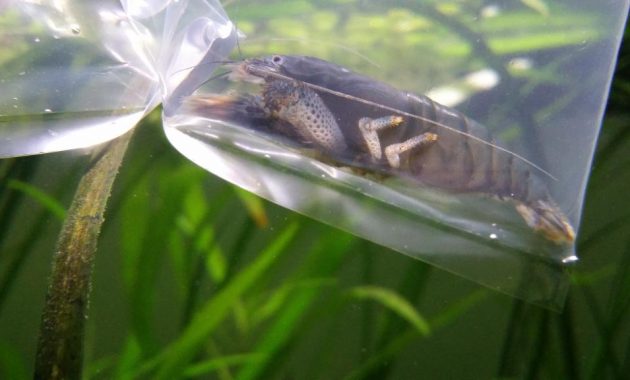 The Good Algae Eating Shrimp in Freshwater Aquarium: Vampire Shrimp 3