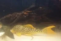 The Great Algae Eating Fish Plecostomus in Aquariums: Golden Cloud Pleco