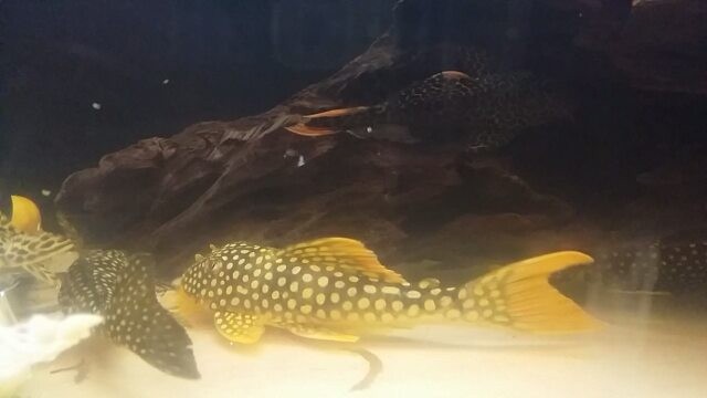 The Great Algae Eating Fish Plecostomus in Aquariums: Golden Cloud Pleco