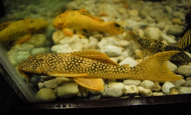 The Great Algae Eating Fish Plecostomus in Aquariums: Golden Cloud Pleco 3