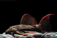 The Great Algae Eating Fish Plecostomus in Aquariums: Scarlet Pleco