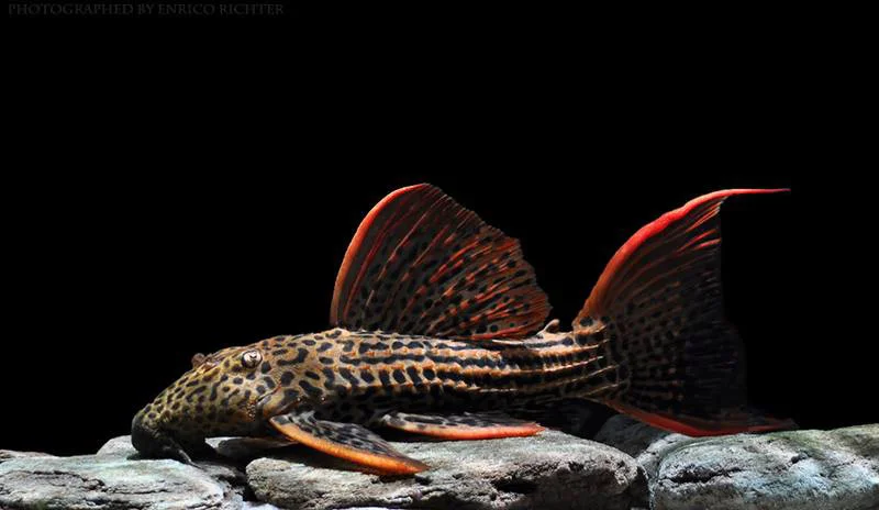 The Great Algae Eating Fish Plecostomus in Aquariums: Scarlet Pleco
