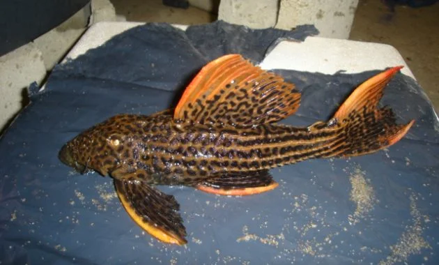 The Great Algae Eating Fish Plecostomus in Aquariums: Scarlet Pleco 2