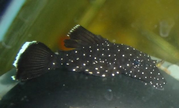 The Great Algae Eating Fish Plecostomus in Aquascape: Pappermint Plecostomus 3